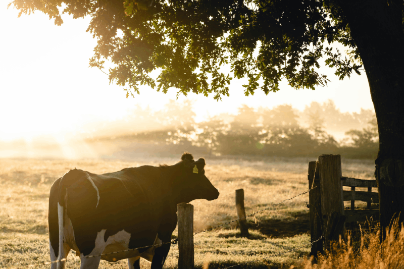 Agriculture moderne